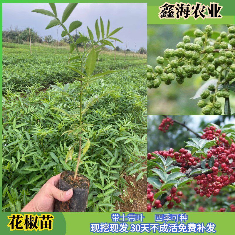 九叶青青花椒花椒苗藤椒树苗图片