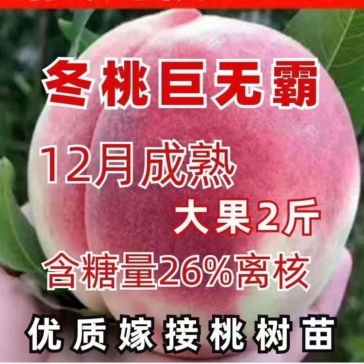 特大巨无霸冬桃树苗耐寒图片