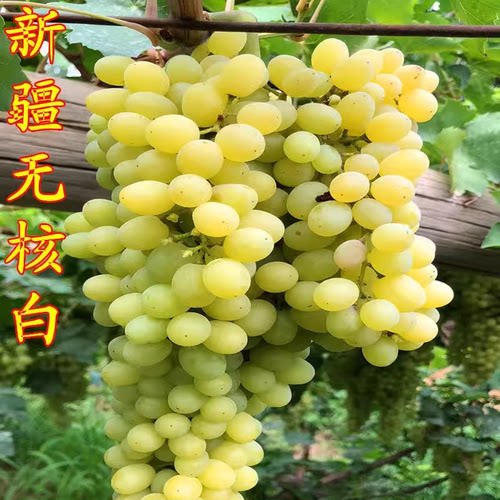 新疆吐鲁番青提子白葡萄果树苗