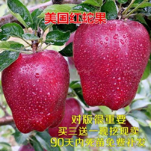 美国南方种植苹果树苗