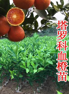 红心塔罗科血橙嫁接苗