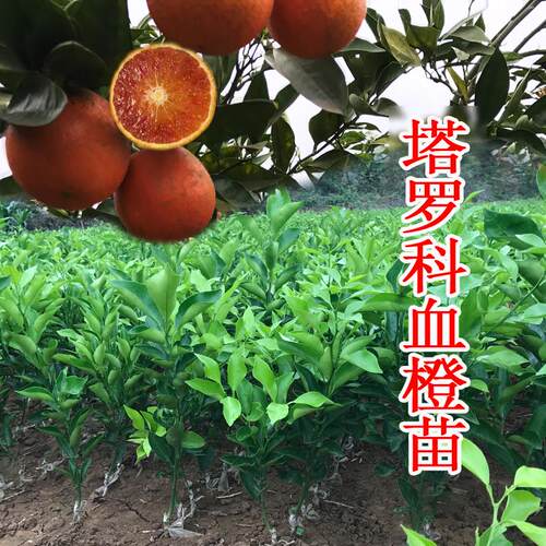 红心塔罗科血橙嫁接苗