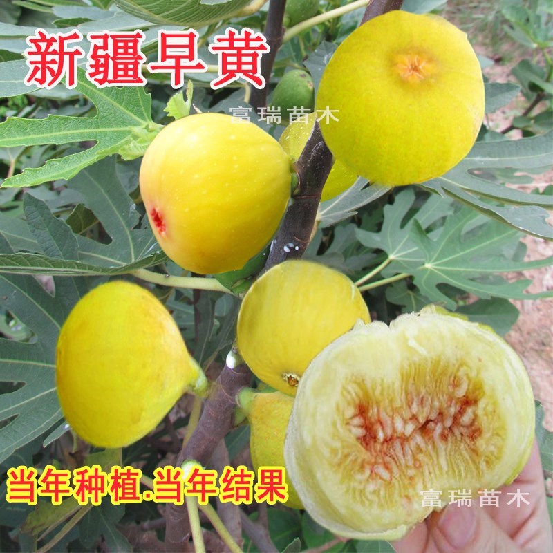 无花果树苗盆栽特大果庭院种植