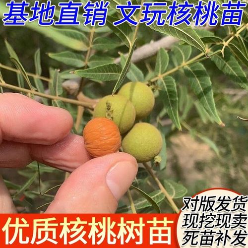 美国金丝猴头核桃苗文玩核桃树苗