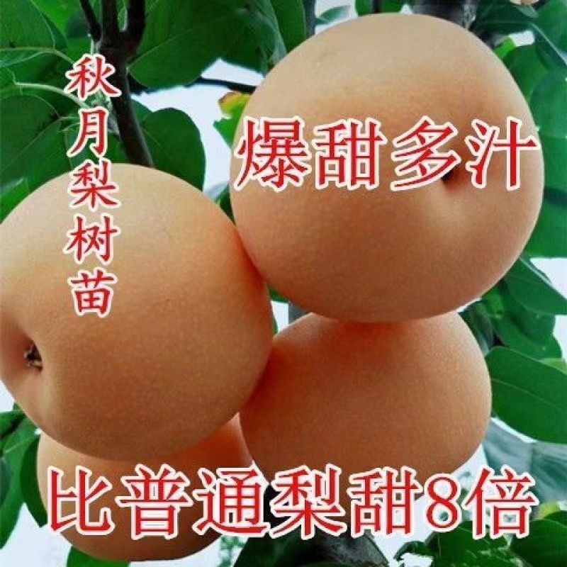 正宗秋月梨树苗特大无渣果