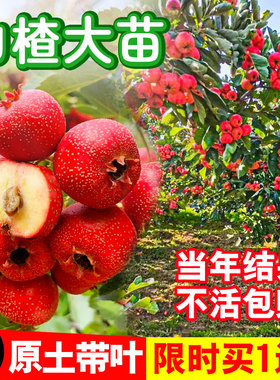 山楂树活苗大五棱甜红子山楂苗南方北方种植盆栽地栽山楂嫁接果苗
