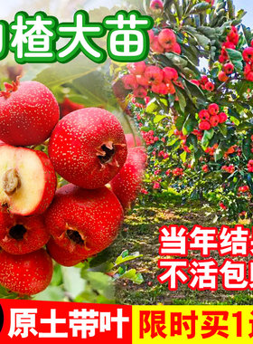 山楂树活苗大五棱甜红子南方