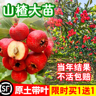 山楂树活苗大五棱甜红子山楂苗南方北方种植盆栽地栽山楂嫁接果苗
