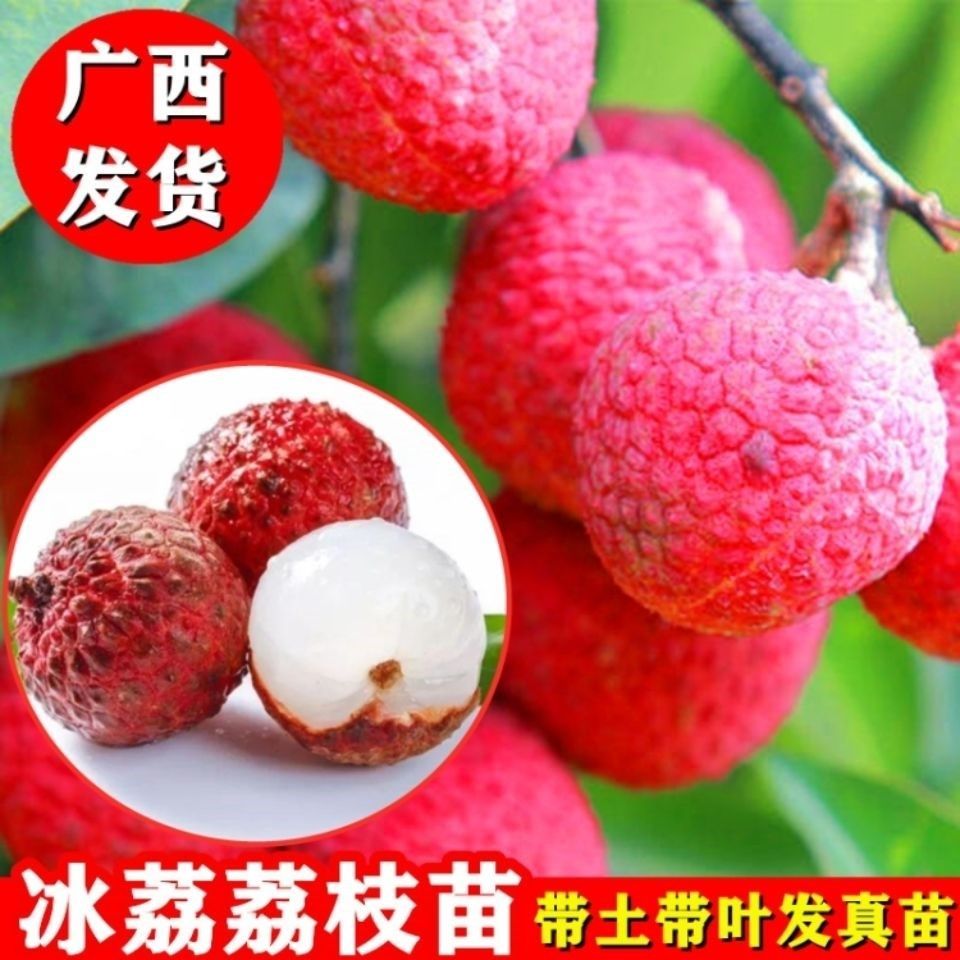 新品种上市冰荔荔枝果苗正宗嫁接苗当年结果观音绿挂绿荔枝苗包邮