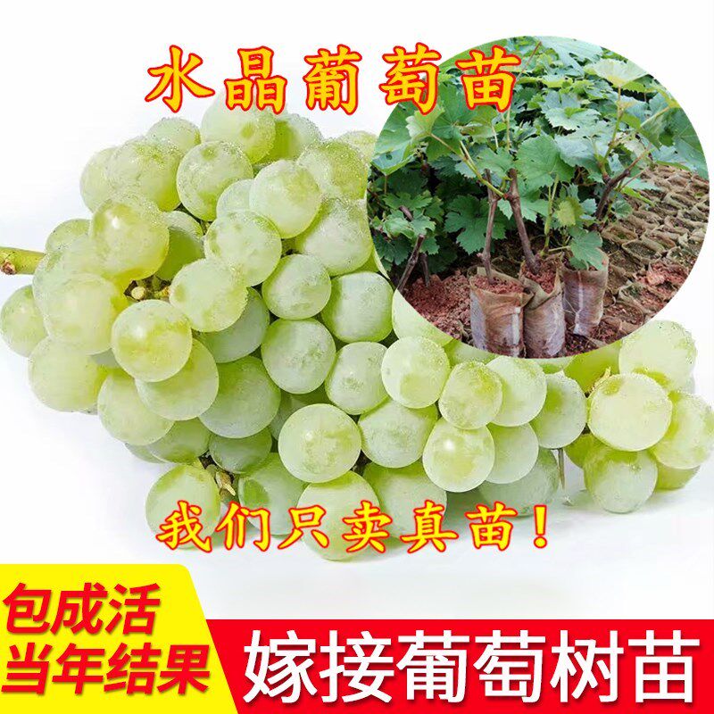 水晶葡萄苗 盆栽地栽葡萄树苗 品种优良 带土带叶发货