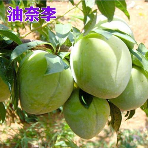 新品种油奈李子树苗嫁接南