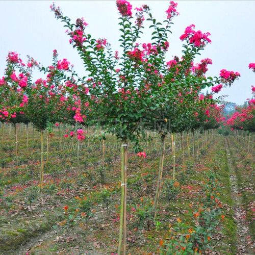 绿化工程美国红火箭紫薇树苗