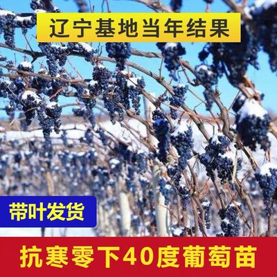 东北抗寒零下40度冬天不葡萄苗