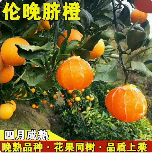 晚熟甜橙苗新品种 伦晚脐橙苗 嫁接橙子树苗味甜特丰产当年结果