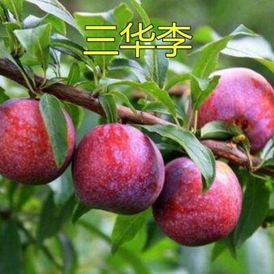 特大嫁接三华李子果树苗超