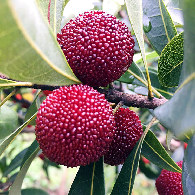 南方四川羊奶果树苗各种庭院室外