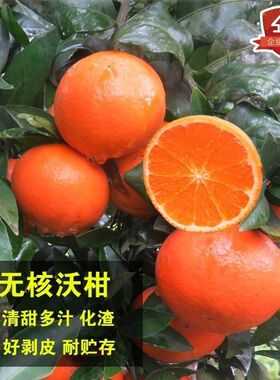 无籽沃柑苗 091无核 沃柑树苗 香橙头钻木嫁接橘子苗盆栽地栽柑橘