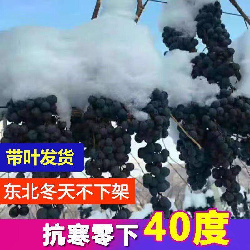 东北黑香蕉葡萄苗抗寒耐寒度冬天不下架爬藤南北方种植当年结果