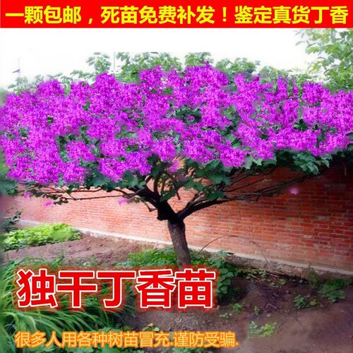 丁香花庭院绿化南北方耐冻植物