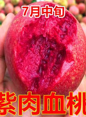嫁接中华当年结果南北方种植树苗