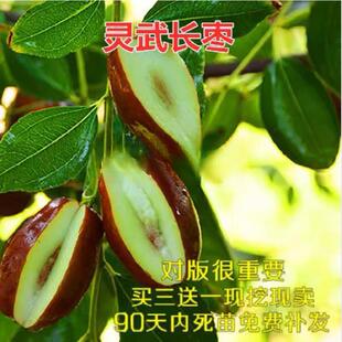 灵武长枣长红枣树苗 鲜枣脆枣大枣子苗嫁接苗南方北方种植果树苗