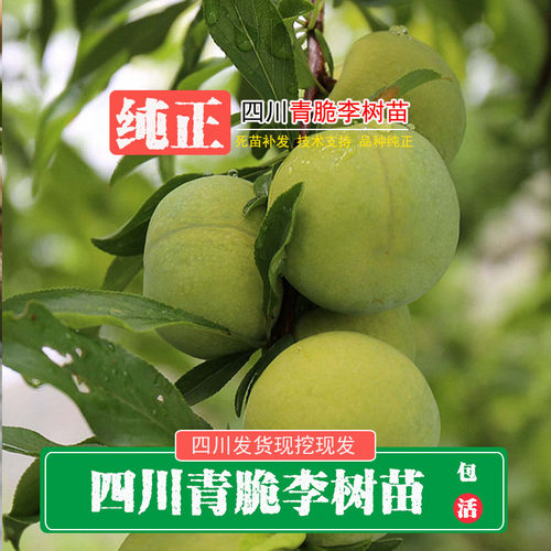 四川汶晚熟青脆李苗蜂糖子