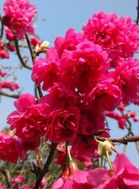 园林绿化苗庭院植物嫁接樱花树苗红花日本樱花苗台湾牡丹樱花树苗