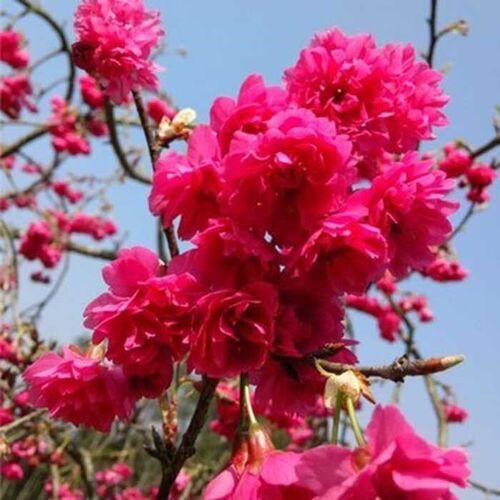 园林嫁接日本台湾牡丹樱花树苗