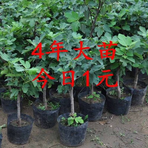盆栽地栽阳台南北方种植无花果苗