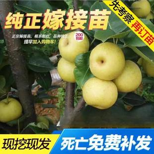正宗四川雪梨树果苗翠冠梨子树苗黄金梨树苗南方种植苗水果树大全