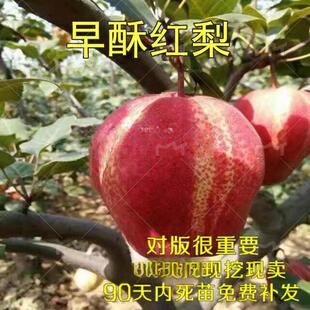 奇红早酥梨 红梨果树苗 早酥红梨 嫁接梨子树苗南方北方种植