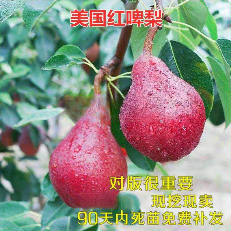 美国红啤梨嫁接果树苗 洋梨树苗 南北方适合种植当年结果梨子树苗