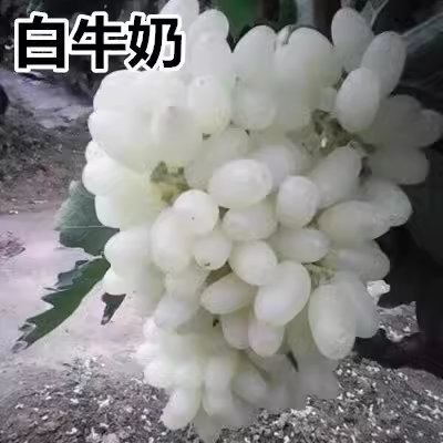 马奶提子葡萄树苗无核爬藤白牛奶