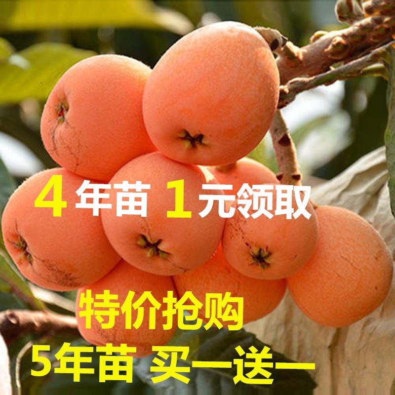 砂糖无核枇杷苗嫁接大五星果树苗白玉南北方种植盆栽地栽当年结果