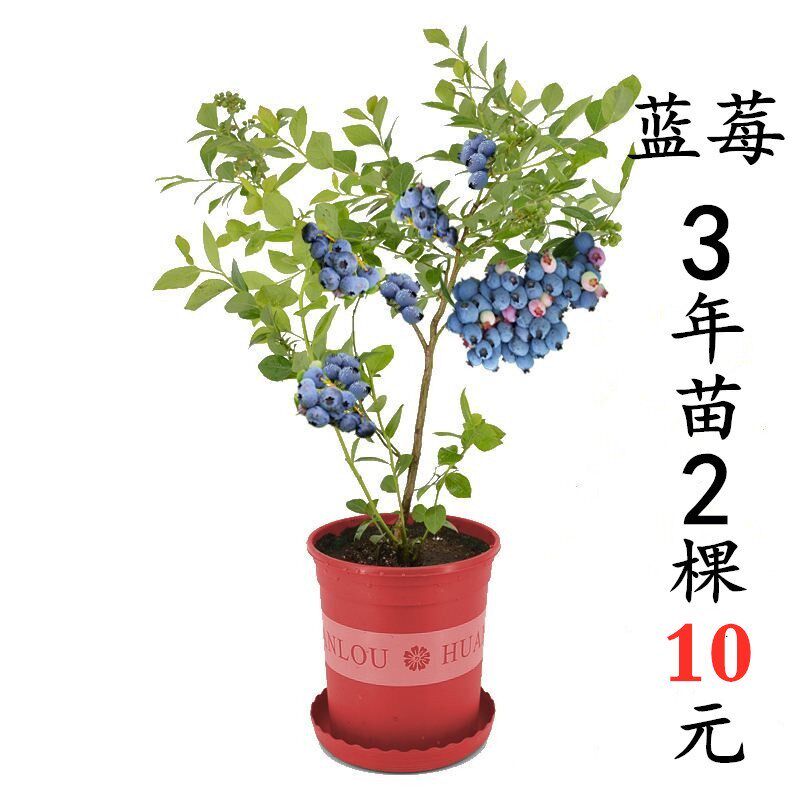 蓝莓苗四季盆栽地栽蓝宝石蓝莓果树苗当年结果南北方种植原土发货