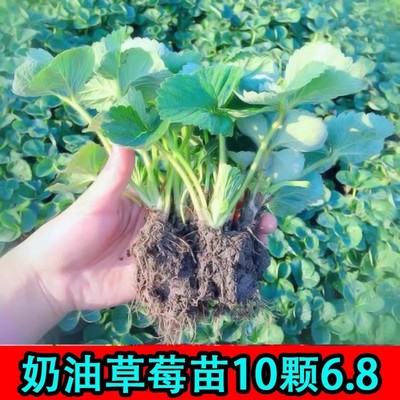 奶油草莓新苗室内植物果庭院