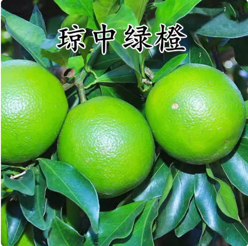 正宗琼中绿橙南方种植嫁接树苗