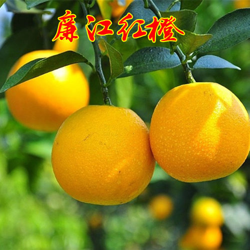 树苗红光橙嫁接廉江红橙橙子果苗