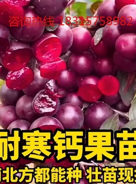 高钙果树苗超甜大果新品种欧李钙果苗盆栽地栽南北方种植当年结果