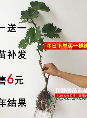 巨峰葡萄树苖当年结果葡萄大果树果苗北南方种植树爬藤苗盆栽地栽