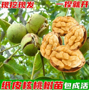 新疆阿克苏纸皮核桃 温185纸皮核桃苗 薄壳如纸 嫁接核桃树苗