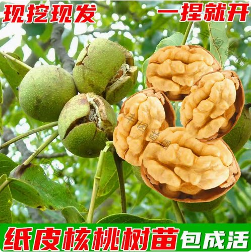 新疆阿克苏纸皮核桃嫁接树苗