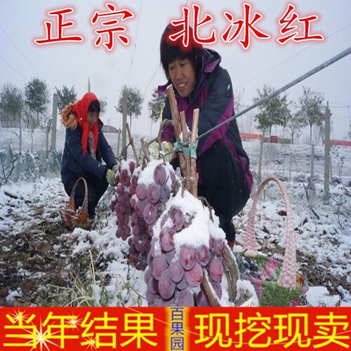 北冰红葡萄树苗抗寒葡萄苗盆栽地栽冬天不下架南北方种植当年结果