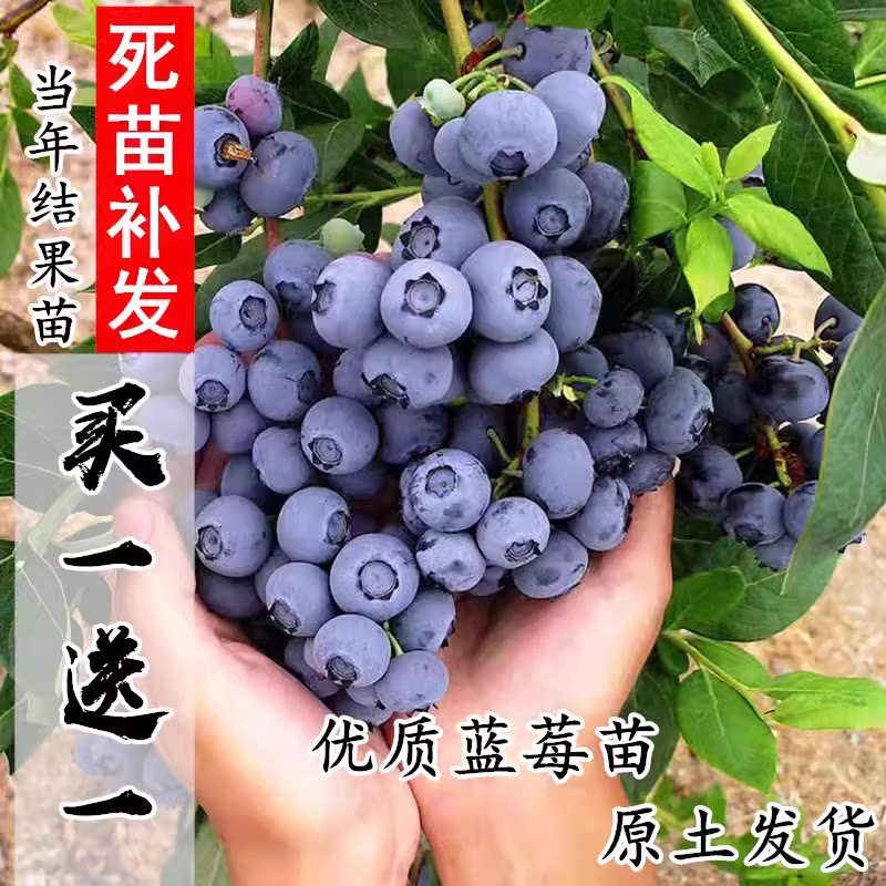 矮丛蓝莓苗盆栽庭院果树苗南方北方种植当年结果兔眼蓝莓树苗包邮