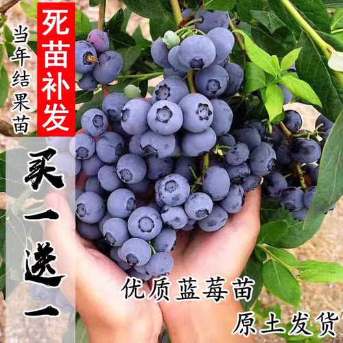庭院南方当年结果蓝莓树苗包邮
