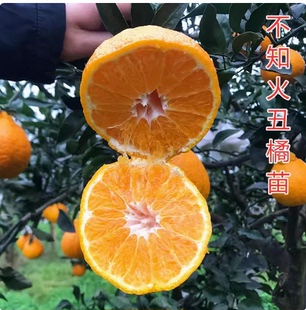 丑橘苗丑桔树苗不知火柑橘春见丑八怪粑粑柑树苗椪柑苗橘子苗