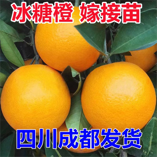 冰糖橙苗嫁接子树柑盆栽地