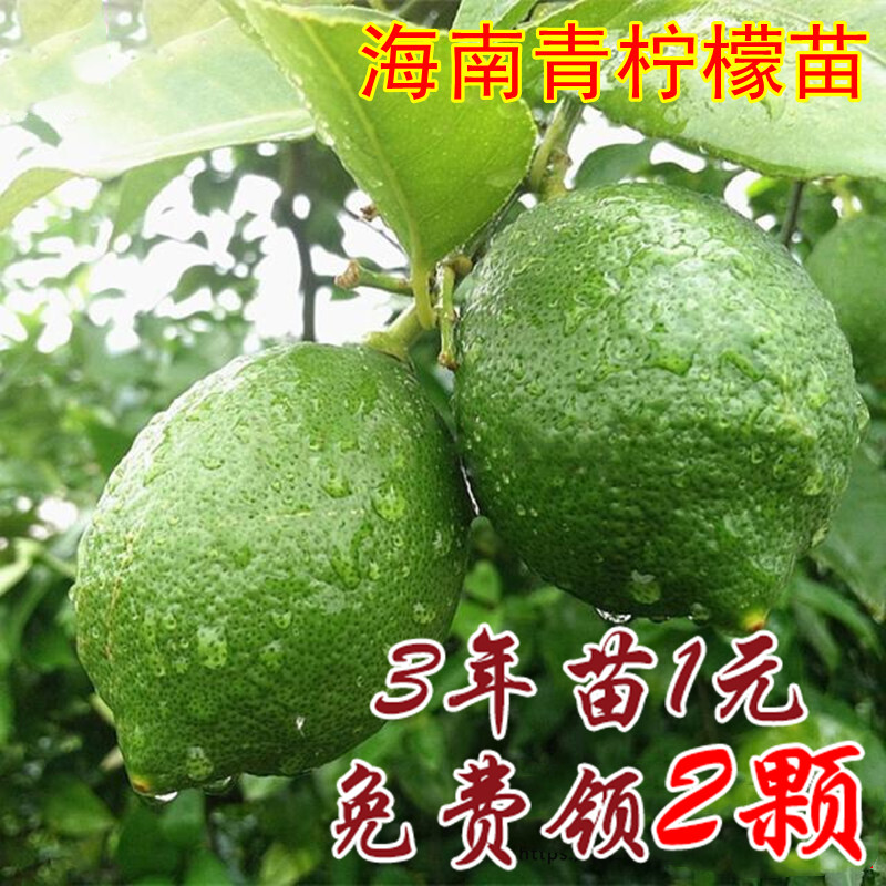 柠檬树盆栽地栽柠檬树苗南方四季种植室内香水柠檬青柠檬当年结果