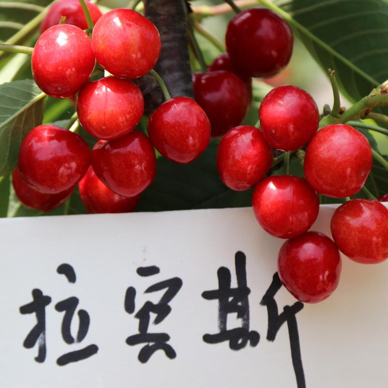 当年结果樱桃树基地大樱桃果味