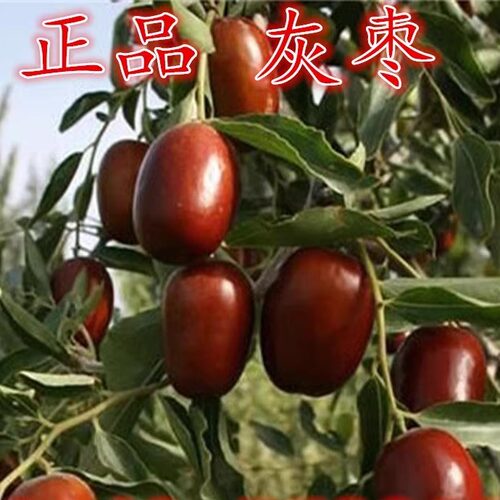 新疆灰枣树苗红枣当年结果大枣